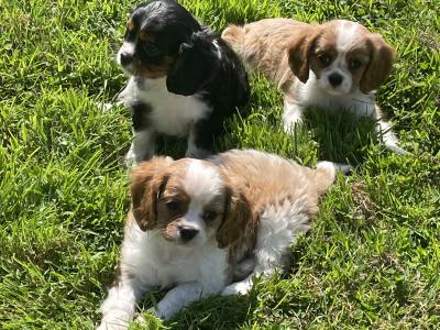 Cavalier King Charles puppies in Longford