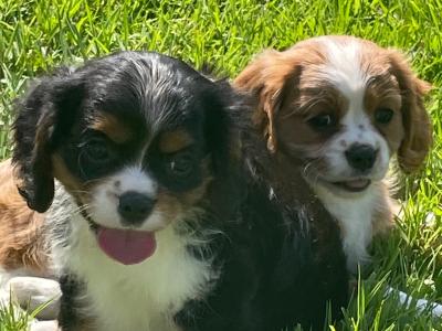 Cavalier King Charles puppies in Longford
