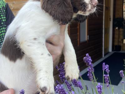 Quality old Style Springer Spaniel puppies in Offaly