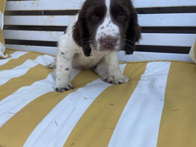 Quality old Style Springer Spaniel puppies in Offaly