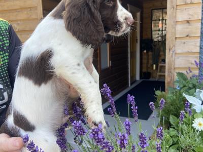 Quality old Style Springer Spaniel puppies in Offaly