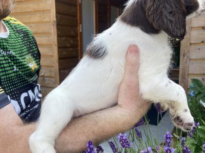 Quality old Style Springer Spaniel puppies in Offaly
