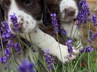 Quality old Style Springer Spaniel puppies in Offaly