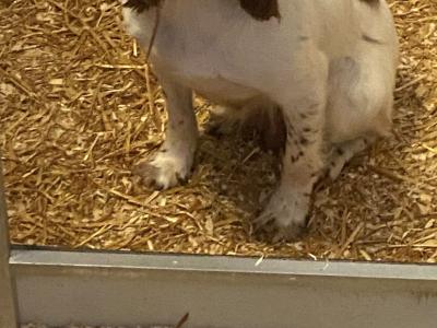 Quality old Style Springer Spaniel puppies in Offaly