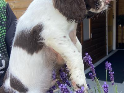 Quality old Style Springer Spaniel puppies in Offaly