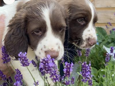 Quality old Style Springer Spaniel puppies in Offaly