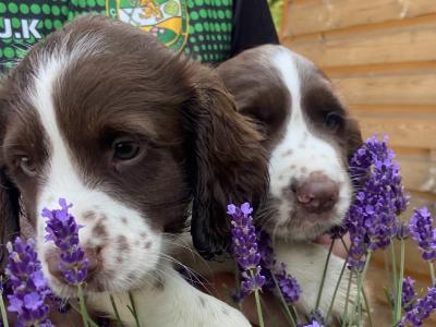 Quality old Style Springer Spaniel puppies in Offaly