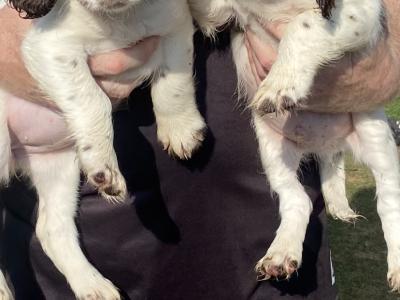Quality old Style Springer Spaniel puppies in Offaly