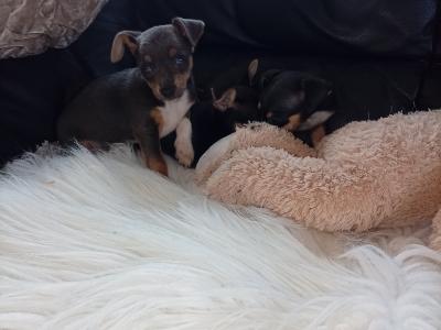 Beautiful Chihuahua puppies in Galway