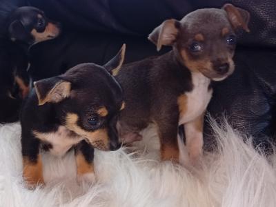 Beautiful Chihuahua puppies in Galway