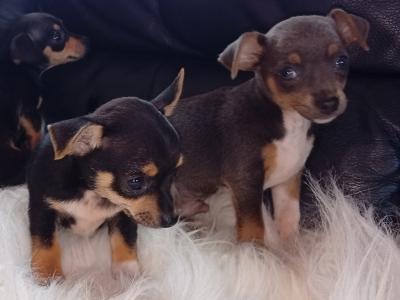 Beautiful Chihuahua puppies in Galway
