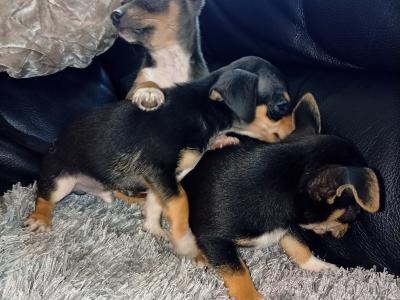 Beautiful Chihuahua puppies in Galway