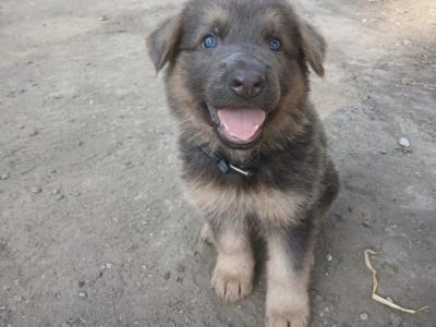 5 Purebred German Shepherd puppies in Offaly