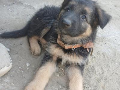 5 Purebred German Shepherd puppies in Offaly