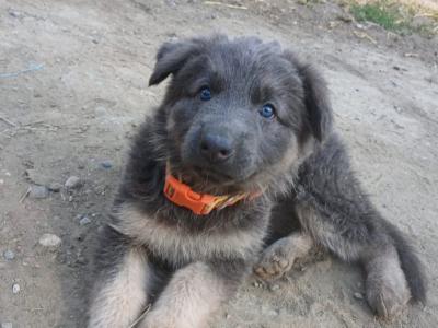 5 Purebred German Shepherd puppies in Offaly