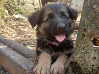 5 Purebred German Shepherd puppies in Offaly
