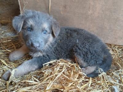 5 Purebred German Shepherd puppies in Offaly