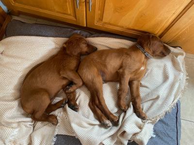 Beautiful Red Setter puppies for sale in Cork