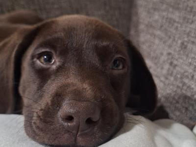 Chocolate Labrador puppies in Carlow €725
