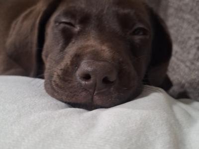 Chocolate Labrador puppies in Carlow €725