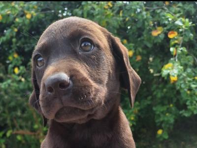 Chocolate Labrador puppies in Carlow €750