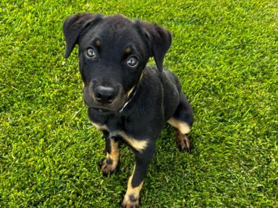 Female Rottweiler puppy in Galway