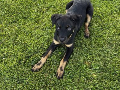 Female Rottweiler puppy in Galway