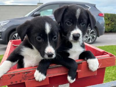 Border Collie puppies in Cavan