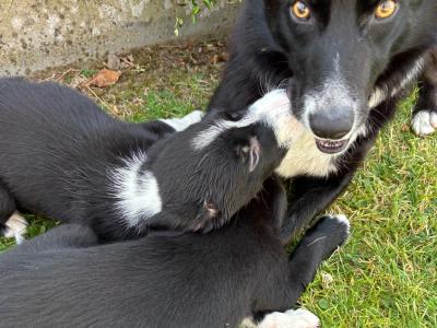 Border Collie puppies in Cavan