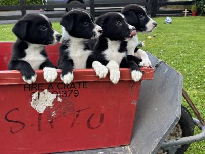 Border Collie puppies in Cavan