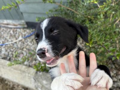 Border Collie puppies in Cavan