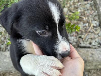 Border Collie puppies in Cavan