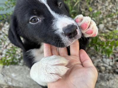 Border Collie puppies in Cavan