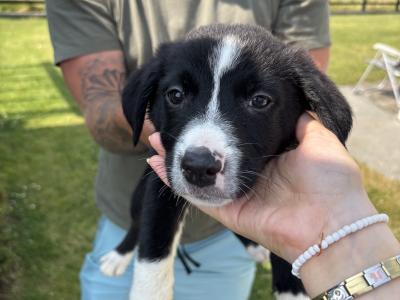 Border Collie puppies in Cavan