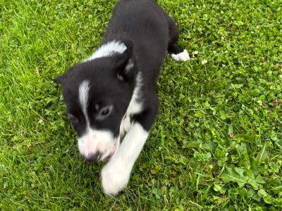 Border Collie puppies in Cavan