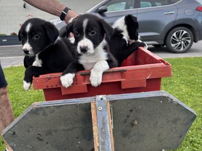 Border Collie puppies in Cavan