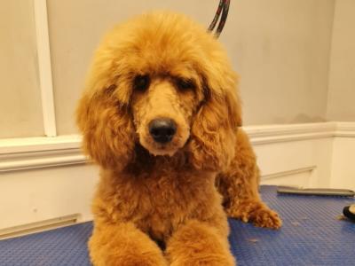 Theo the IKC Registered miniature Poodle proven stud