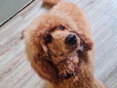 Theo the IKC Registered miniature Poodle proven stud