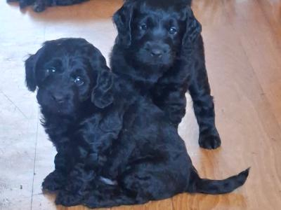 3 gorgeous male Cavapoo puppies in Waterford
