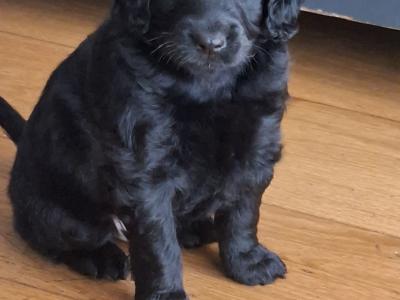 3 gorgeous male Cavapoo puppies in Waterford