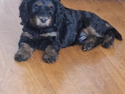 3 gorgeous male Cavapoo puppies in Waterford