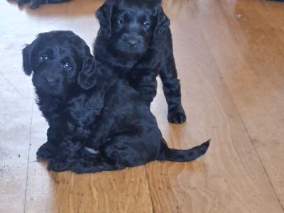 3 gorgeous male Cavapoo puppies in Waterford