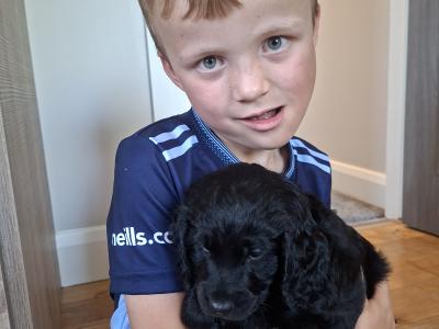 3 gorgeous male Cavapoo puppies in Waterford