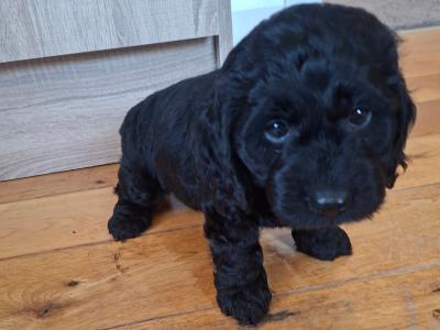 Gorgeous black male Cavapoo puppy in Waterford