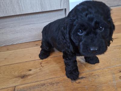 3 gorgeous male Cavapoo puppies in Waterford