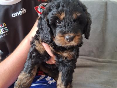 3 gorgeous male Cavapoo puppies in Waterford