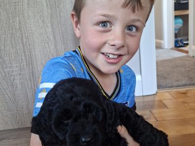 3 gorgeous male Cavapoo puppies in Waterford