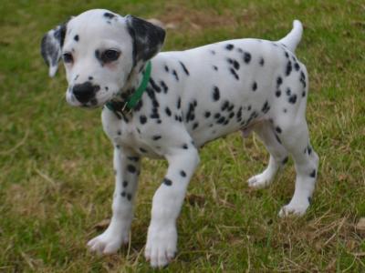 Two lovely male Dalmatian puppies in Kerry