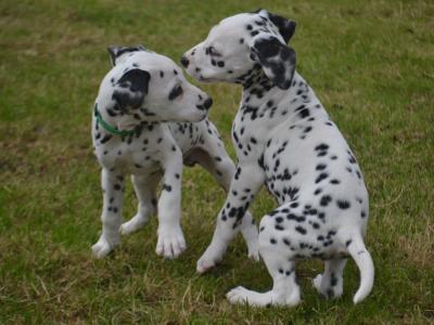 Two lovely male Dalmatian puppies in Kerry