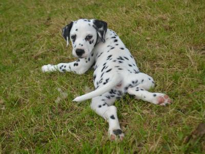 Two lovely male Dalmatian puppies in Kerry